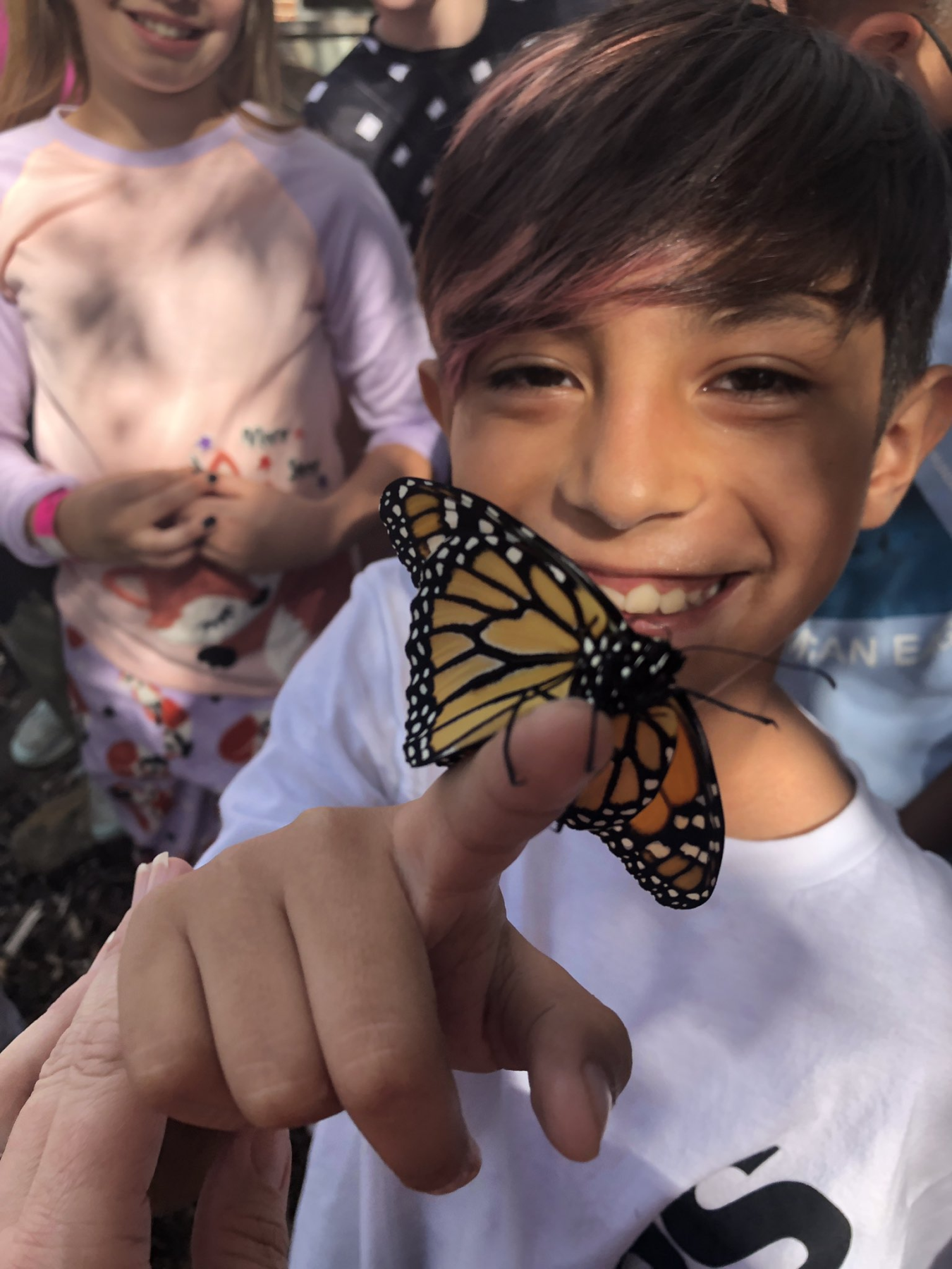 angleton isd butterflies