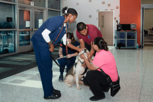 Alief student in CTE program has the opportunity to work with animals for vet training