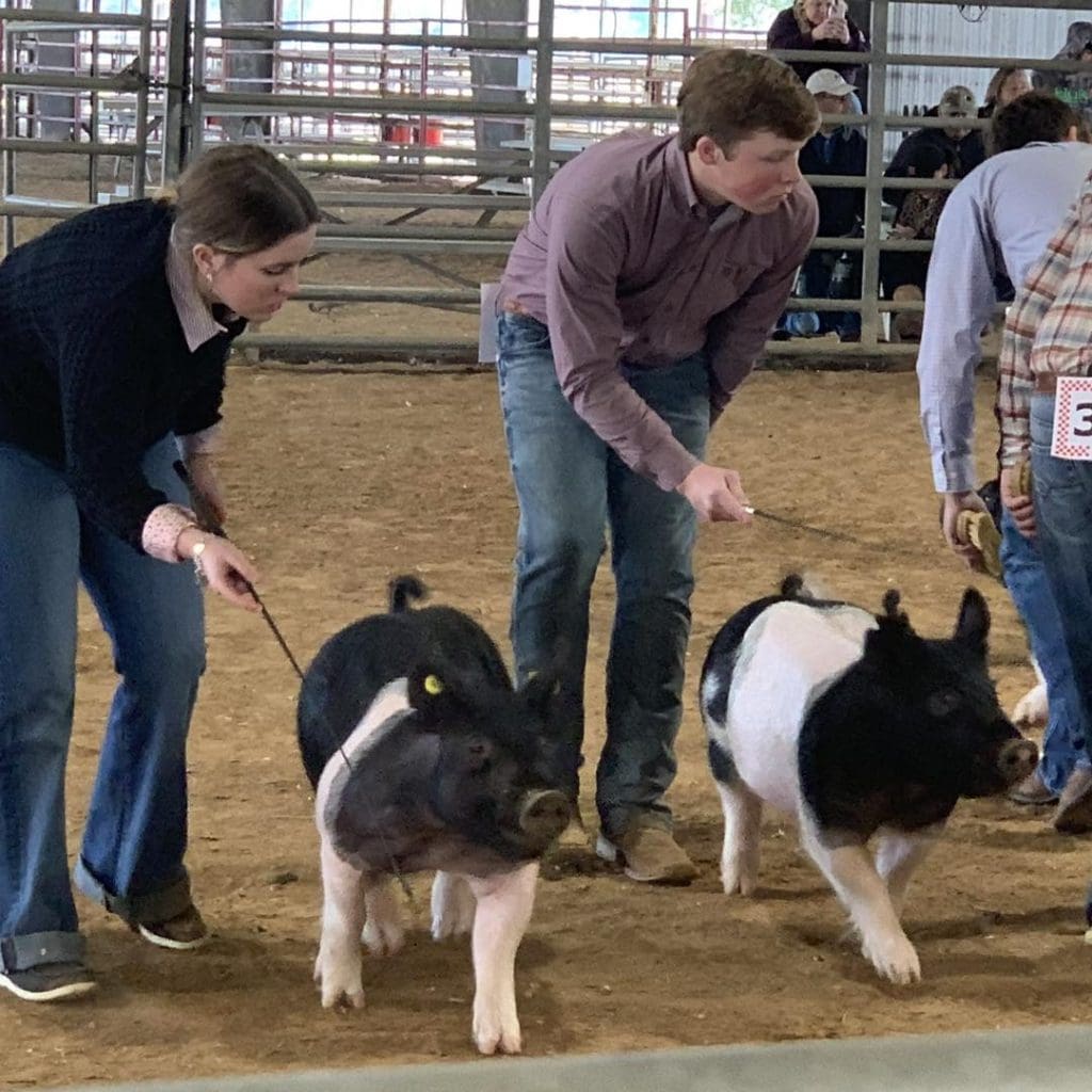 Friendswood FFA students showing their pigs