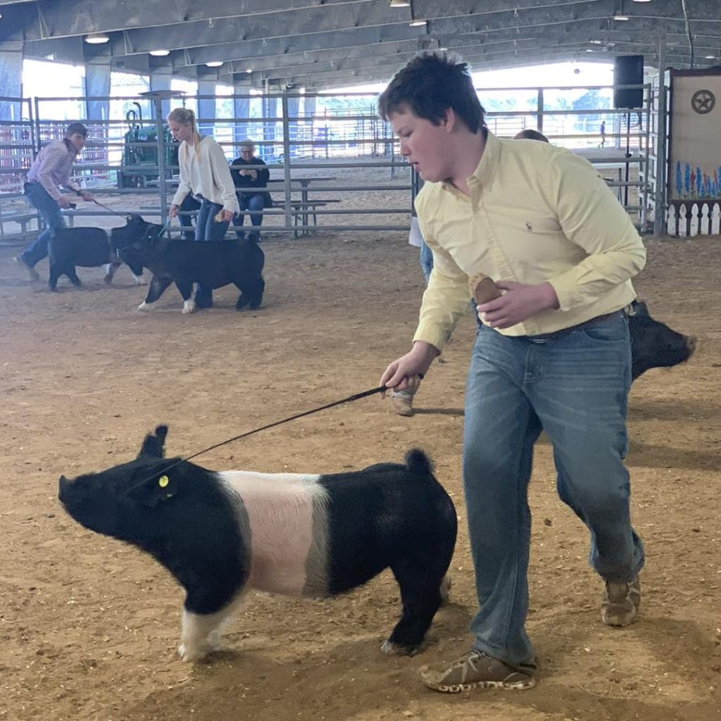 Student leading pig at FFA