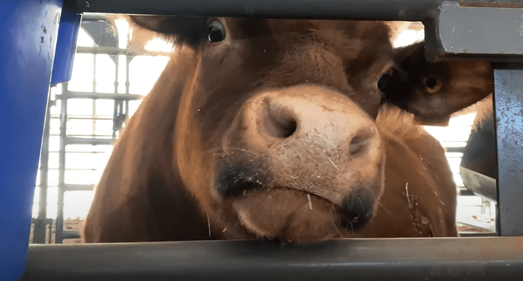 a cow looking at the camera