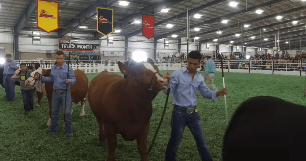 students leading cows