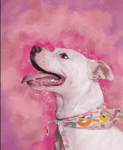 FSHISD Photography for Pet Adoption