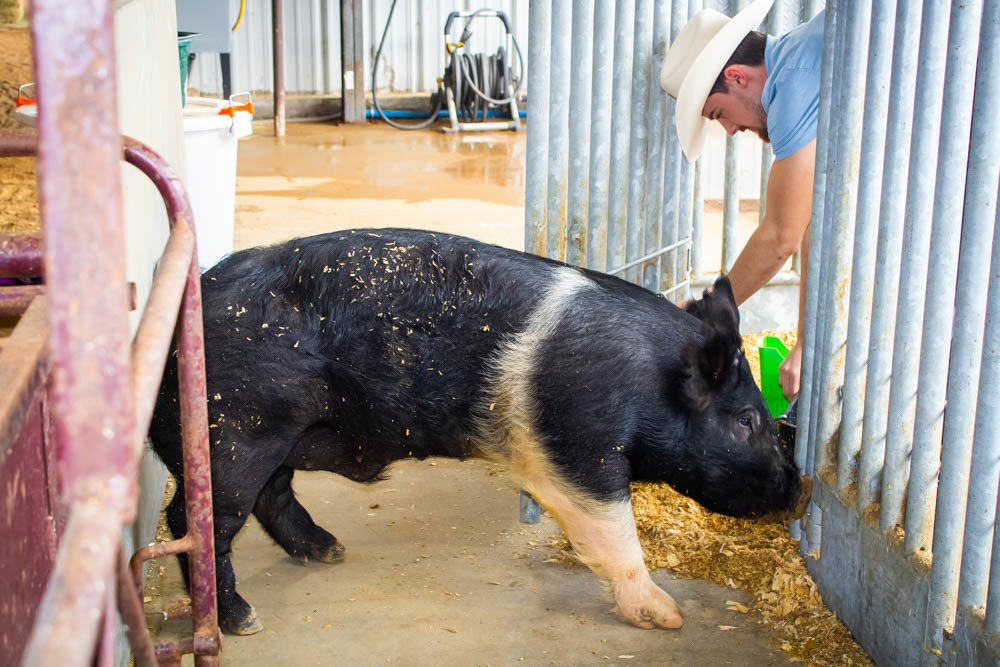 FFA students raising livestock to constructing agricultural mechanics projects.
