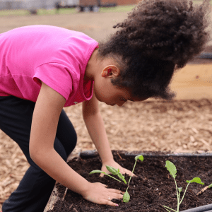 Judson ISD Student Gardening