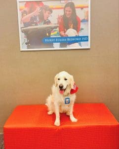 Bell Manor Baxter the Bobcat