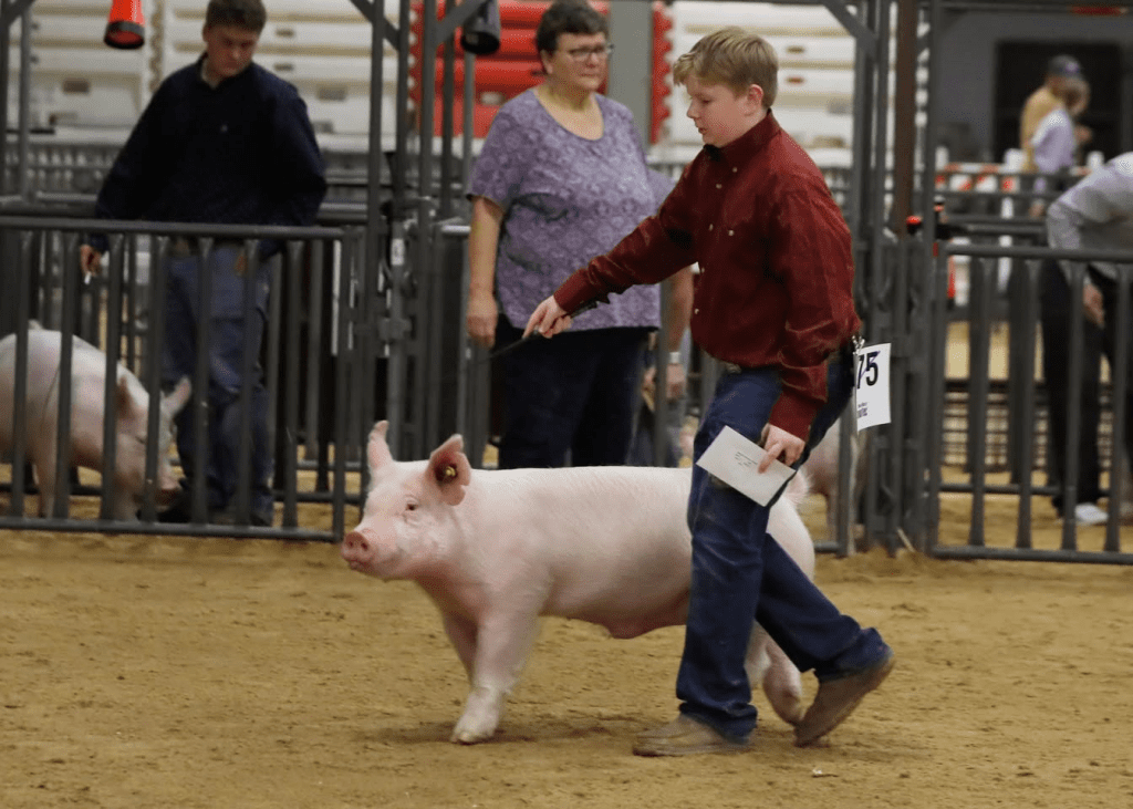 Kerrville Showcasing Pig