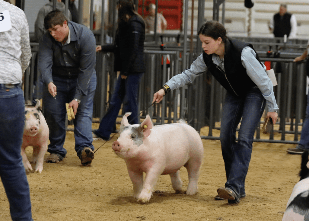 Kerrville Student Walking Pig